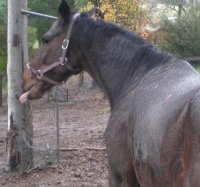 BNB-Tongue.jpg