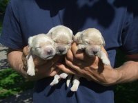 Triscuit Roy pups 017.jpg
