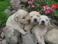 6-5-10 pups.jpg