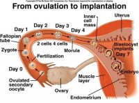 implantation.jpg