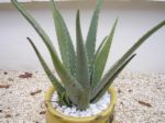 Aloe Plant.jpg