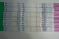 opk progression to 8-19-10.jpeg