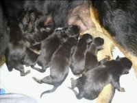 Puppies feeding.jpg