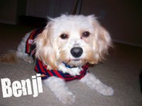benji shaved.jpg