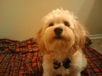 fullfy benji.jpg