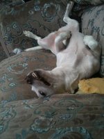 pets3.jpg