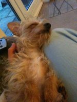 pets4.jpg