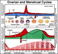 menstrualcycle.jpg