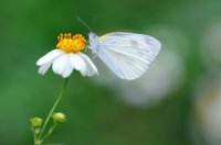 pratik-jain-butterfly-nature-photography.jpg