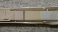 SD 11dpo.jpg