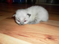 SAM_0344.jpg
