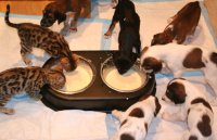 Eating_with_kittens_small_5455.jpg