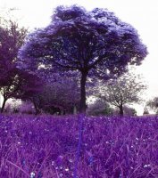 purple tree.jpg