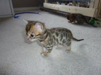 kitten.jpg