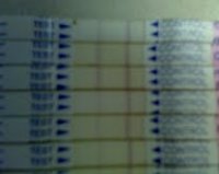 OPK11-7.jpg