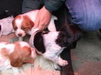 Puppy.jpg