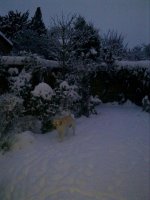 hound_in_snow.jpg.jpg