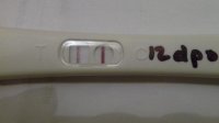 SD 3.12.10 at 12dpo.jpg