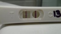 SD 3.12.10 at 13dpo.jpg