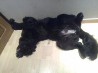 bell felis 026.jpg