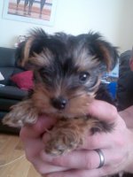 Alfie Again.jpg
