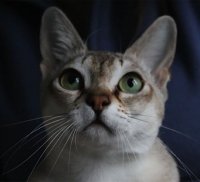 Cougi1.jpg