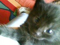 Kitten 3.jpg