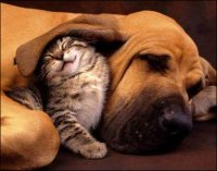 Cute-Kitten-Hound-Dog-1.jpg