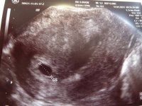 scan.jpg