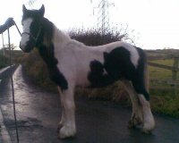 horse17443-1.jpg