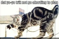 funny-pictures-cat-had-a-yo-yo-accident.jpg