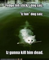 funny-pictures-cat-will-kill-dog.jpg
