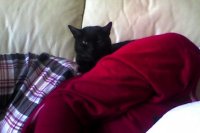 cat-1.jpg