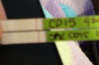 CD15 OPK-.jpg