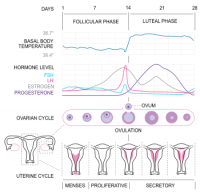 350px-MenstrualCycle2_en_svg.png