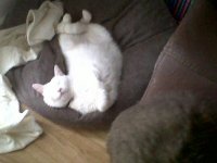 bagofbeansCat.jpg