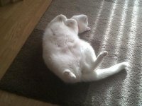 Cat.back.jpg