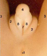 week9embryo_m.jpg