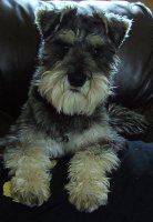 Ozzy 11mths.jpg