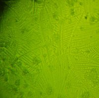 fern3.jpg
