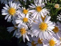 aster michaelmas daisies.jpg