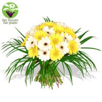 yellow_white_gerberas_front.jpg