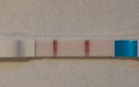 positive opk.jpg
