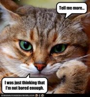 cat bored!.jpg