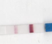 12dpo ic 001.jpg