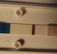 16 dpo.jpg