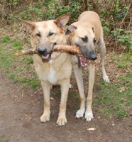 Paddy & Teddy.JPG