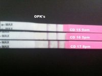 OPK's.jpg