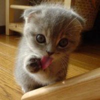 funny-animals-9.jpg