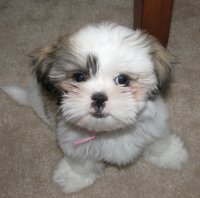 cute-ShihTzu-2.jpg